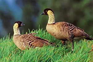 Kauai: Hawaiian / Nene Geese