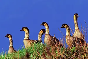 Kauai: Hawaiian / Nene Geese