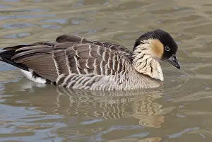 Kaua I: Hawaiian (Nene) Goose