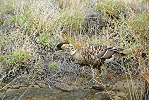 Nene: Hawaiian / Nene GOOSE - side view, on volcanic slope