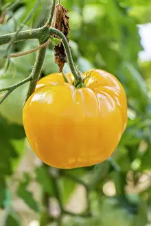 Cycle: Hawaiian Pineapple tomato, Solanum lycopersicum
