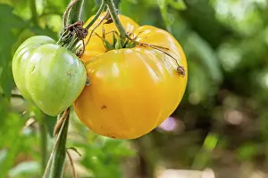 Cycle: Hawaiian Pineapple tomato, Solanum lycopersicum