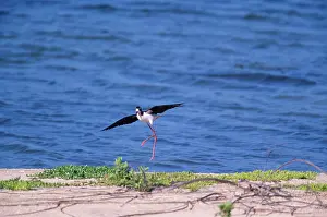 Kauai: Hawaiian Stilt - Landing (Hawaiian endemic)