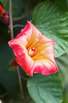 250720: Hawaiian Sunset Vine - Madeira Portugal