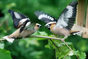 Hawfinches: Hawfinch, 2 birds fighting over food