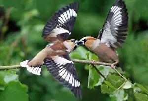 Hawfinches: Hawfinch, 2 birds fighting over food