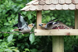 Squabbling: Hawfinch, 2 birds squabbling at food station