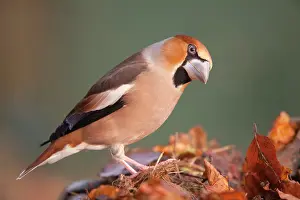 Hawfinches: Hawfinch