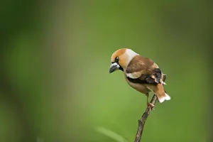 Hawfinches: Hawfinch