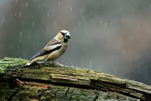 Rainfall: Hawfinch