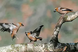 Quarreling: Hawfinch
