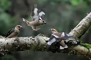 Quarreling: Hawfinch