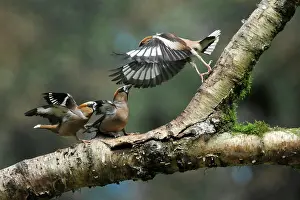 Quarreling: Hawfinch