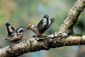 Quarreling: Hawfinch