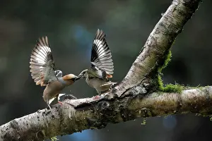 Quarreling: Hawfinch