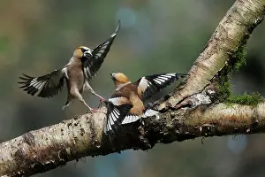 Quarreling: Hawfinch