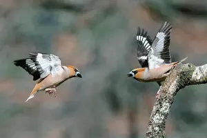 Quarreling: Hawfinch