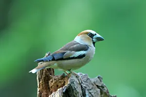 Broadleaved: Hawfinch