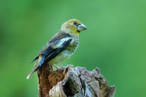 Broadleaved: Hawfinch