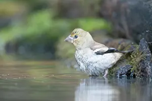 Hortobagy: Hawfinch