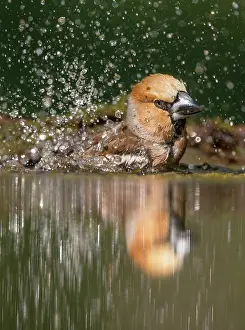 Kiskunsgi: Hawfinch