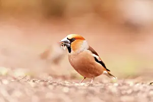 Friese: Hawfinch