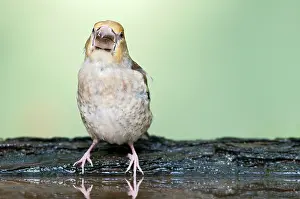 Songird: Hawfinch