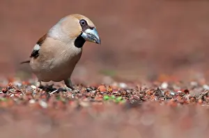 Songird: Hawfinch