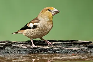 Songird: Hawfinch