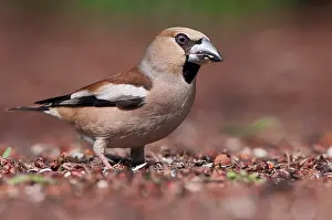 Songird: Hawfinch