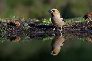 Worn: Hawfinch
