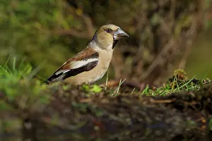 Worn: Hawfinch