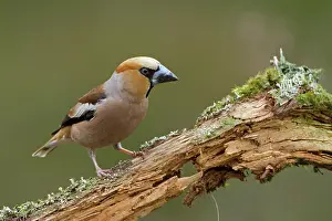 Lemelerberg: Hawfinch