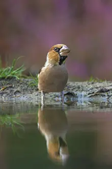 Lemelerberg: Hawfinch