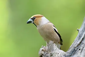Grosbeak: Hawfinch