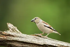 Lemelerberg: Hawfinch