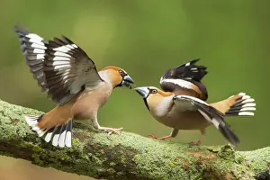Hawfinches: Hawfinch