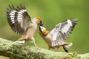 Hawfinches: Hawfinch