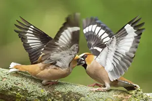 Hawfinches: Hawfinch