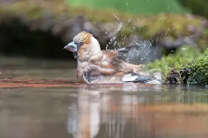 Hortobgy: Hawfinch