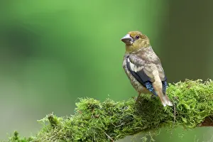 Veluwe: Hawfinch