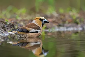 Lemelerberg: Hawfinch