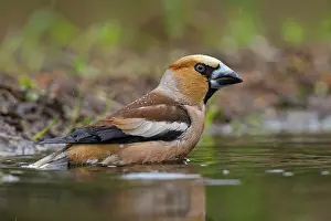 Lemelerberg: Hawfinch