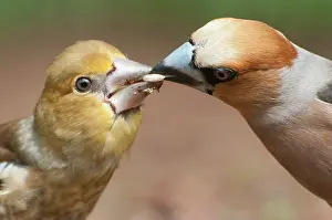 Coccothraustes: Hawfinch