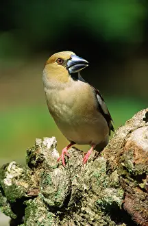 Coccothraustes: Hawfinch