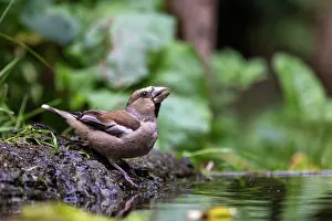 Coccothraustes: HAWFINCH