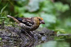 Coccothraustes: HAWFINCH