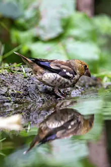 Coccothraustes: HAWFINCH