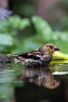 Coccothraustes: HAWFINCH