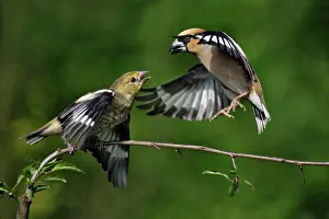 Hawfinches: Hawfinch - adult about to feed juvenile